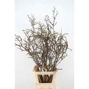 MAGNOLIA GRILLIG PER STEM 120CM