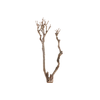 Syringa Branch Super Brahms