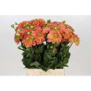 Dahlia Blooming Nicole