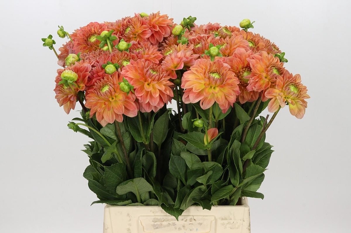 <h4>Dahlia Blooming Nicole</h4>