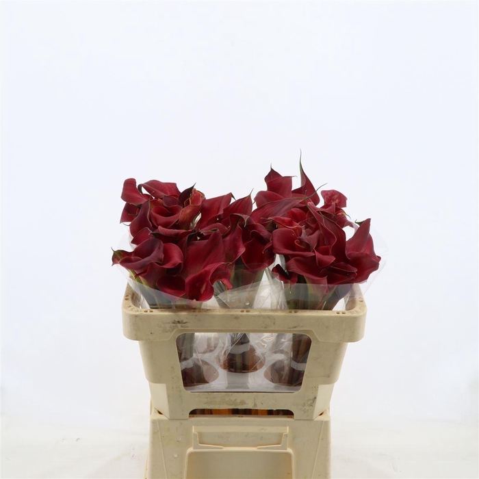<h4>Calla Red Charm | Dubbelbloemig</h4>