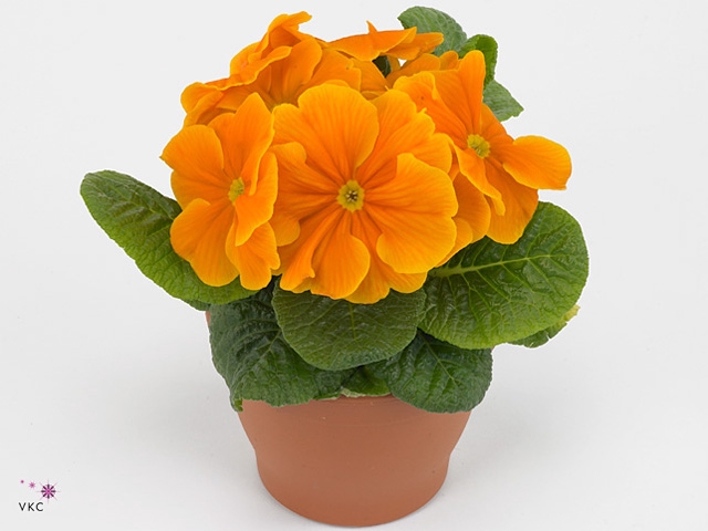 Primula acaulis oranje