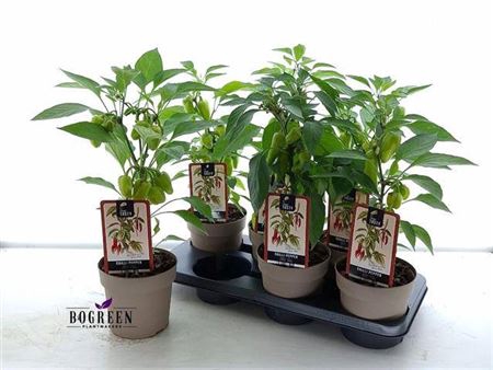 <h4>Peper Planten</h4>