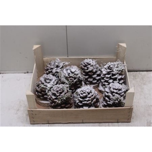 F-denneappels Sneeuw Op Voet