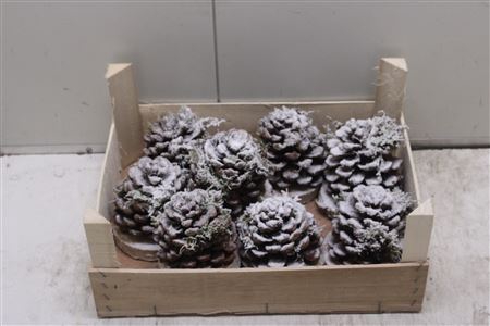 <h4>F-denneappels Sneeuw Op Voet</h4>