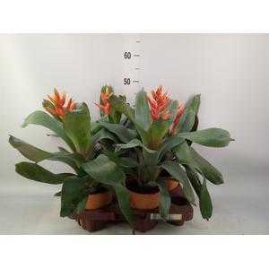 Aechmea  'Pepita Elegant Flames'