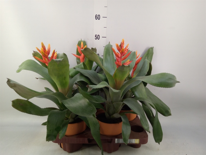 <h4>Aechmea  'Pepita Elegant Flames'</h4>