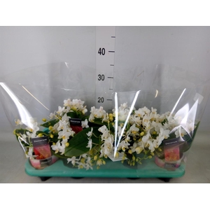 Phalaenopsis multi. 'Ant Nazare'