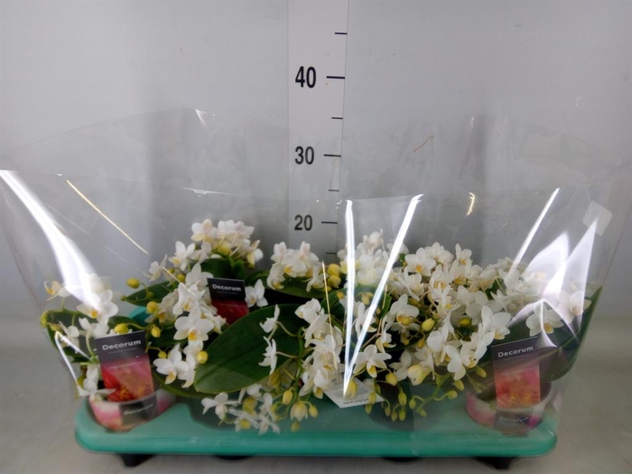 <h4>Phalaenopsis multi. 'Ant Nazare'</h4>