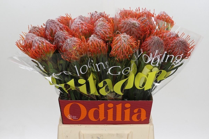 <h4>LEUCO CO TANGO</h4>