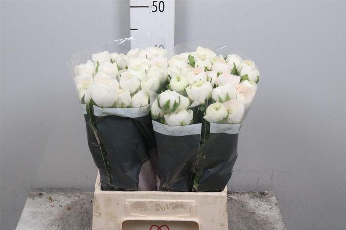 <h4>Ran Su Hanoi</h4>