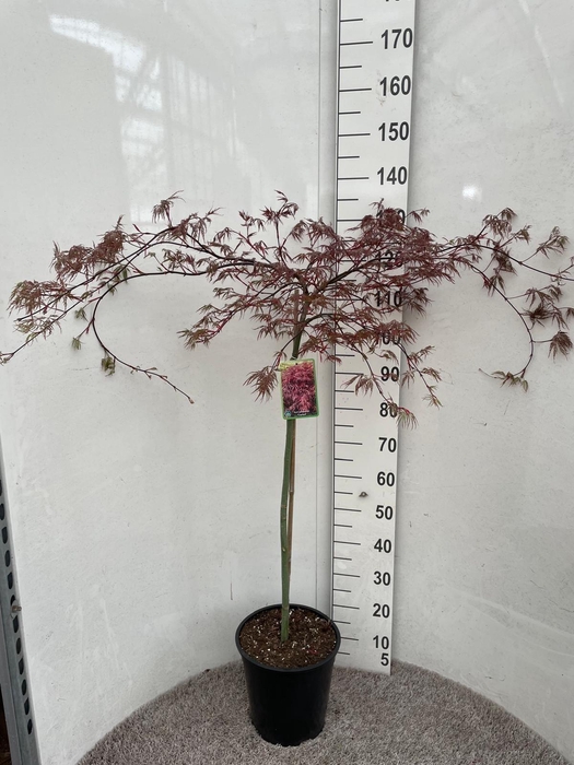 <h4>ACER PA GARNET</h4>