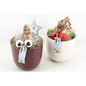 arr4 Amaryllis JS - Ker. pot L rood/wit