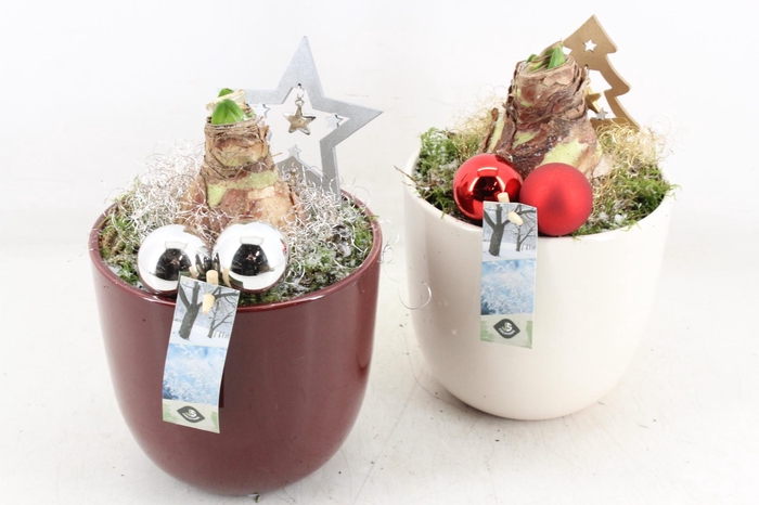 <h4>arr4 Amaryllis JS - Ker. pot L rood/wit</h4>