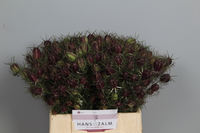 <h4>Nige Damascena Zd</h4>
