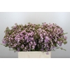 Chamelaucium Dancing Queen