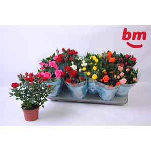 RO B MONDE GEM 7 SRT