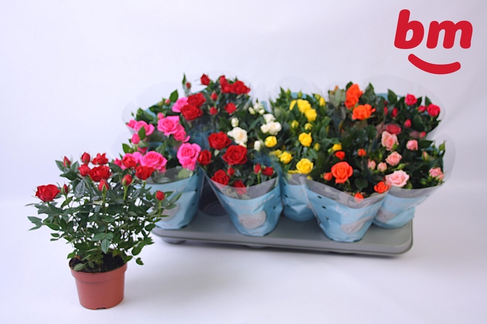 <h4>RO B MONDE GEM 7 SRT</h4>