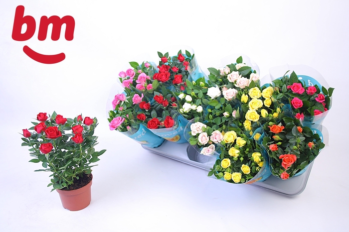 <h4>RO B MONDE GEM 7 SRT</h4>