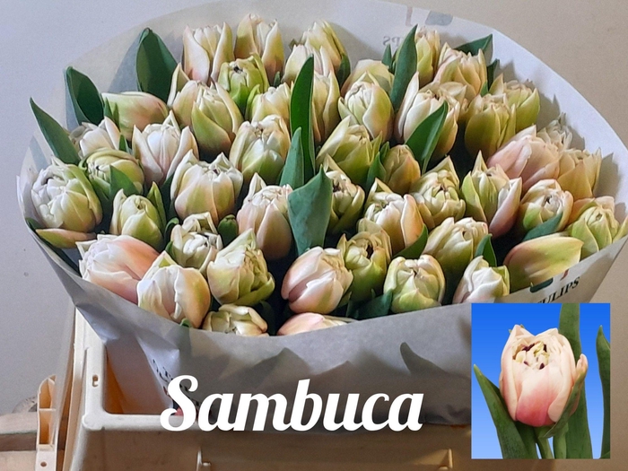 <h4>TU DU SAMBUCA</h4>