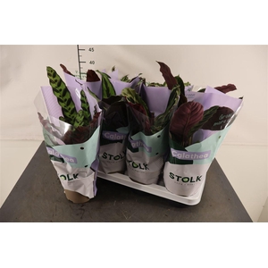 Calathea 14 Cm. P. Gem. 4 Srt.