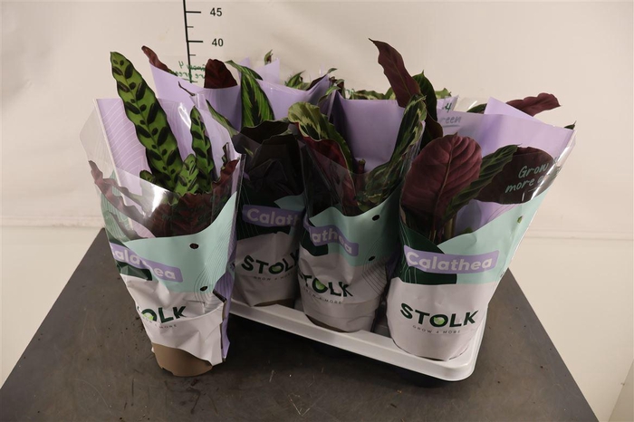 <h4>Calathea 14 Cm. P. Gem. 4 Srt.</h4>
