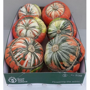 Cucurbita
