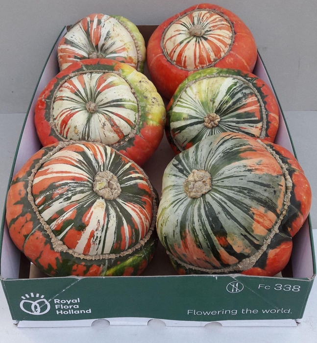<h4>Cucurbita</h4>