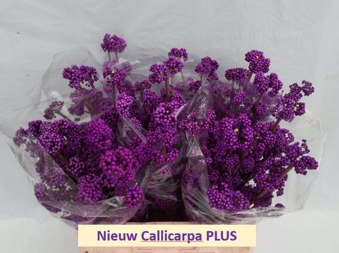 <h4>Callicarpa bod. 'Profusion'</h4>