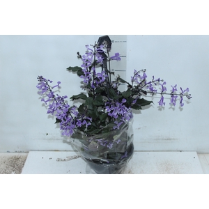 PLECTRANTHUS C18