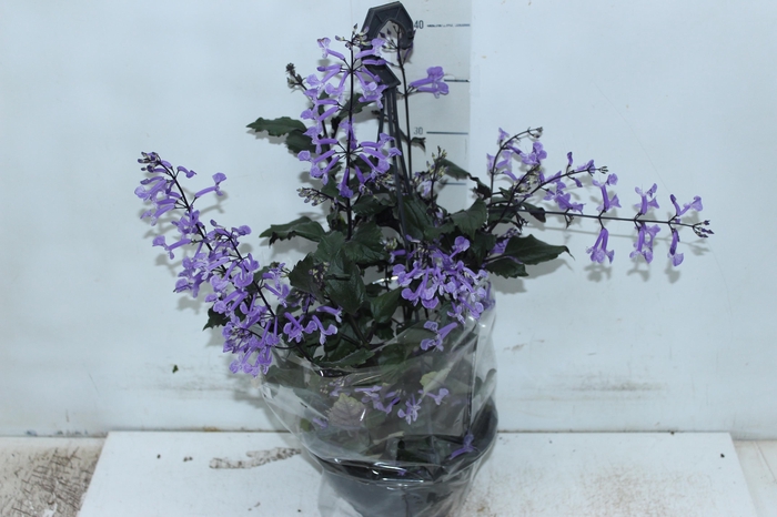 PLECTRANTHUS C18