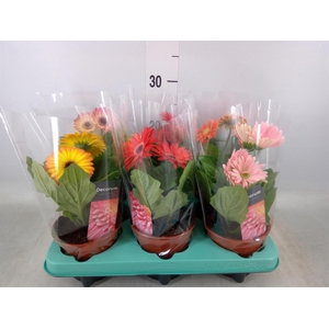 Gerbera   ...mix