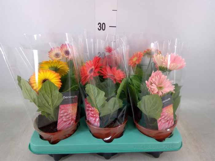 <h4>Gerbera ...mix</h4>