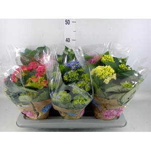 Hydrangea mac.   ...mix