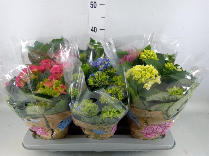<h4>Hydrangea mac.   ...mix</h4>