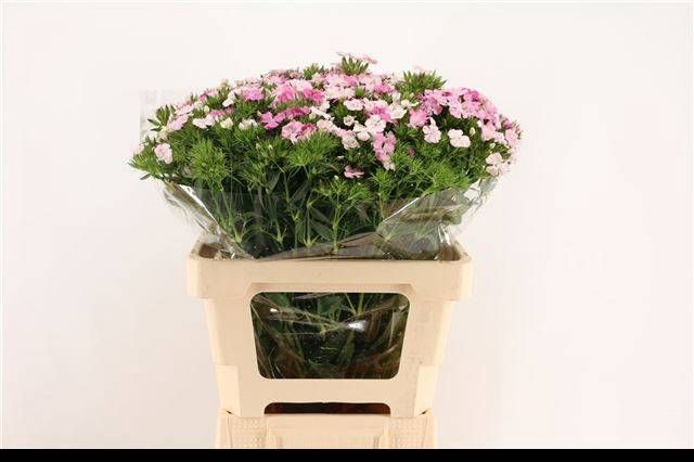 <h4>DI BARB AM ROSE</h4>