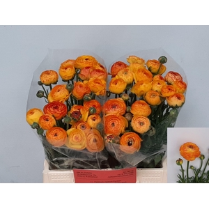 RAN AAZUR ORANGE STR