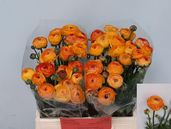 <h4>RAN AAZUR ORANGE STR</h4>