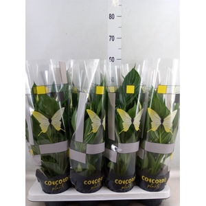 Spathiphyllum  'Pico Cupido'