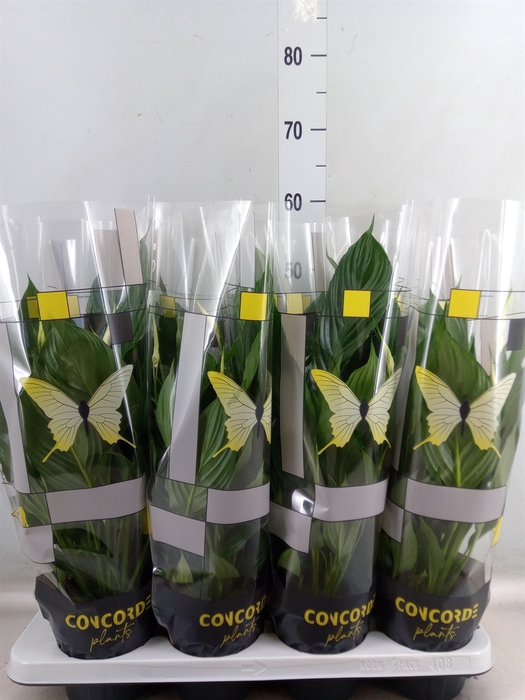 <h4>Spathiphyllum  'Pico Cupido'</h4>