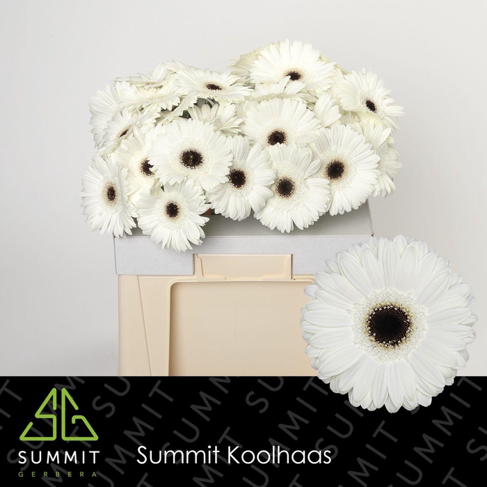 <h4>Gerbera White House Water</h4>