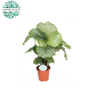 Calathea Orbifolia p21