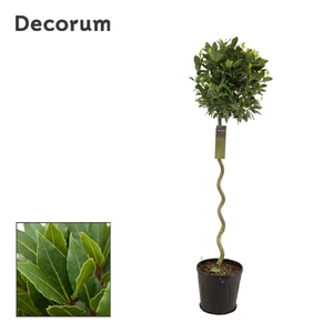 Laurus nobilis
