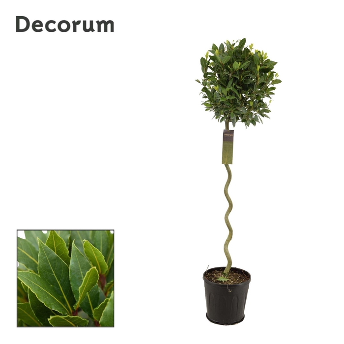 <h4>Laurus nobilis</h4>