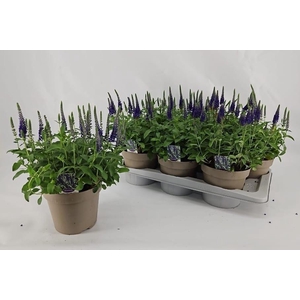 VERO SP ANNIVERS BL