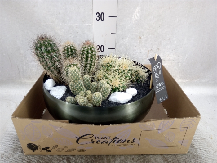 <h4>Arr.  Cactus H%</h4>