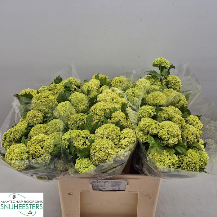 <h4>VIBURNUM ROSEUM ST</h4>