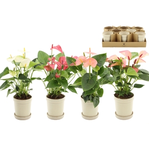 Anthurium 9 cm 4 color mix in Flowerpot Sand ceramics