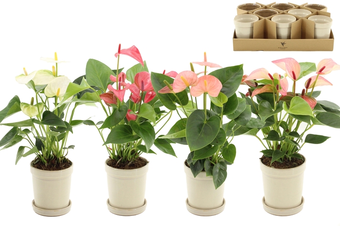 <h4>Anthurium 9 cm 4 color mix in Flowerpot Sand ceramics</h4>