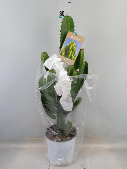 <h4>Euphorbia acrurensis</h4>